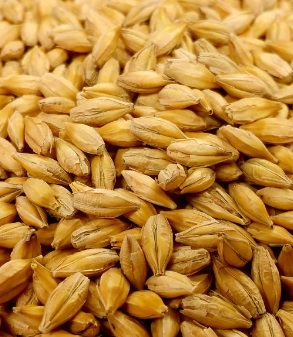 ECO CEBADA 25 KG. (ECOLOGICO)