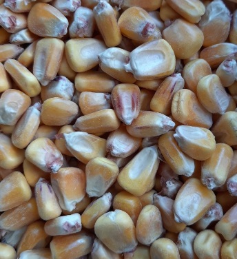 ECO MAIZ 25 KG. (ECOLOGICO)