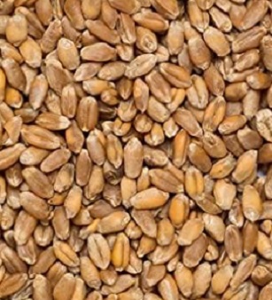 ECO TRIGO 25 KG. (ECOLOGICO)