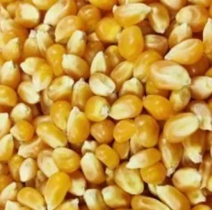 MAIZ PALOMERO ESPECIAL SILVER (FRANCES) 25 KG
